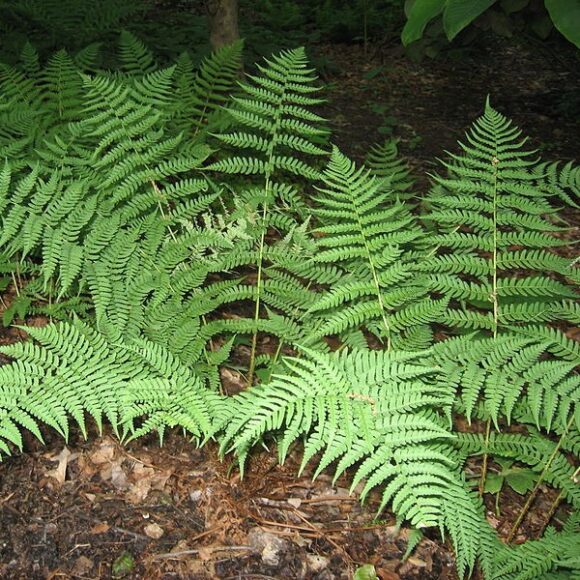 Marginal Wood Fern – FoHVOS.org