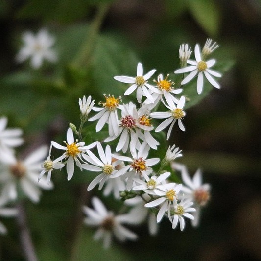 white aster bouquet
