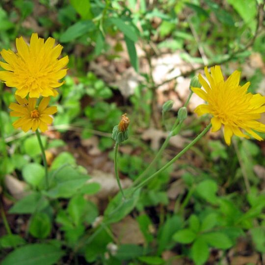 Two-Flowered Cynthia – FoHVOS.org