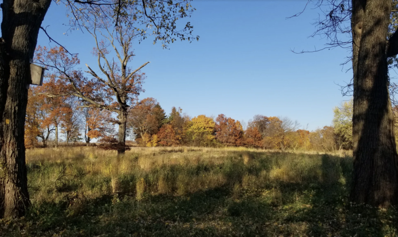 Essex County Parks – Protecting Urban Forests