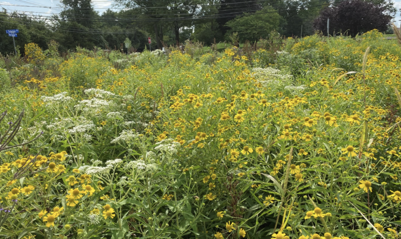 Hopewell Township Public Works Basin Meadow
